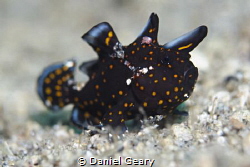 Juvenile Clown Frogfish mimicking a poisonous flatworm by Daniel Geary 